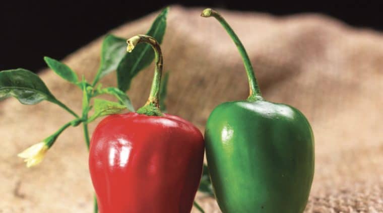 Rocoto 1