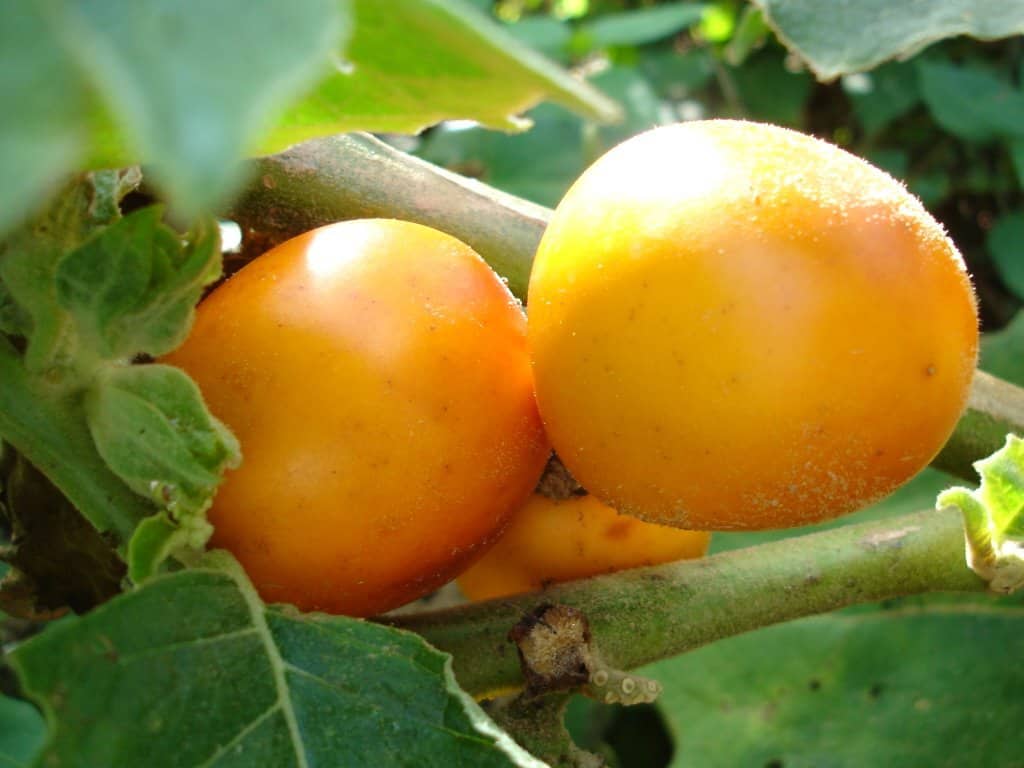fruta_de_cocona